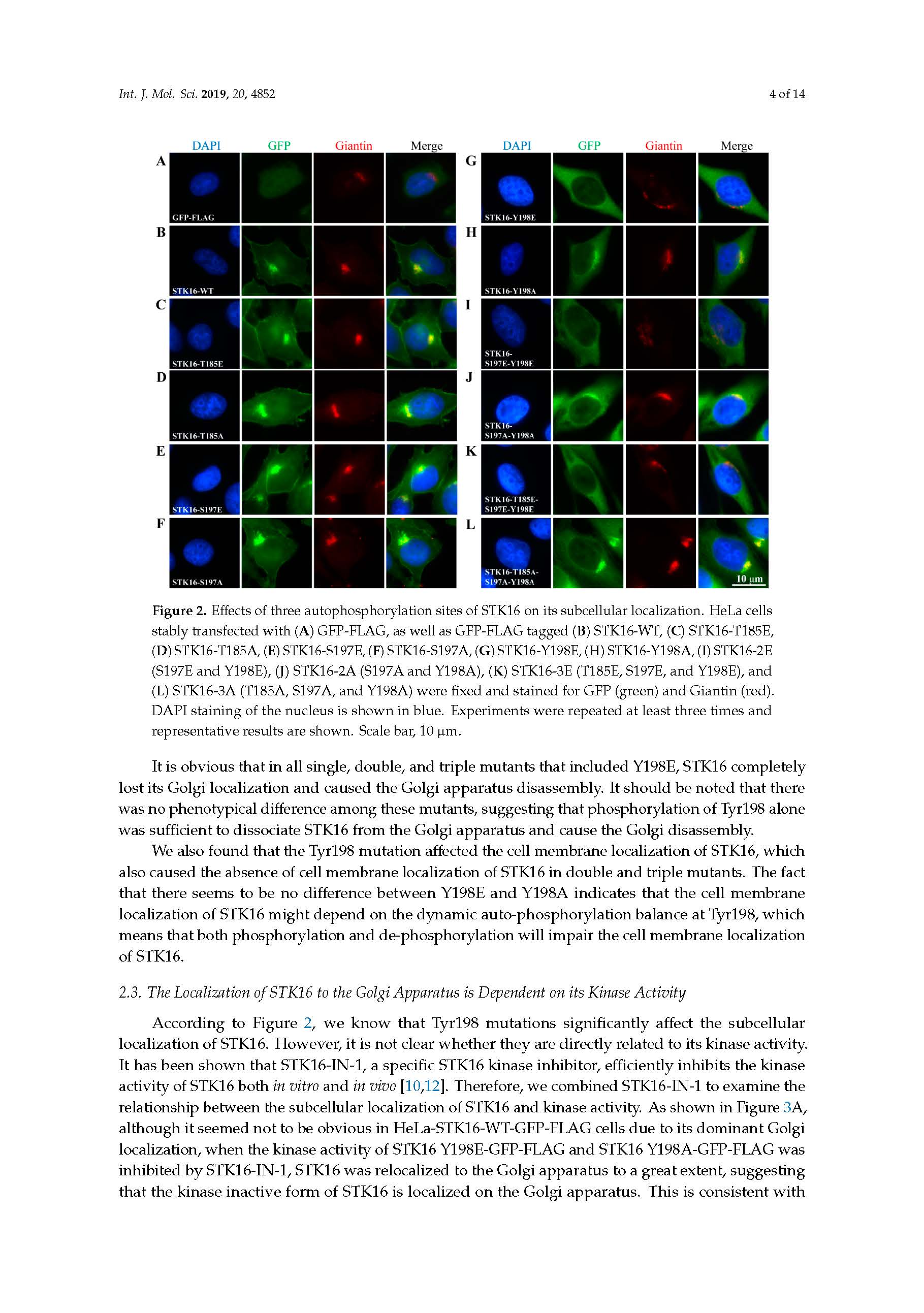 37-2019 Tyr198 is the essential autophosphorylation site for STK16 localization and kinase activity-张欣致谢文章_页面_04