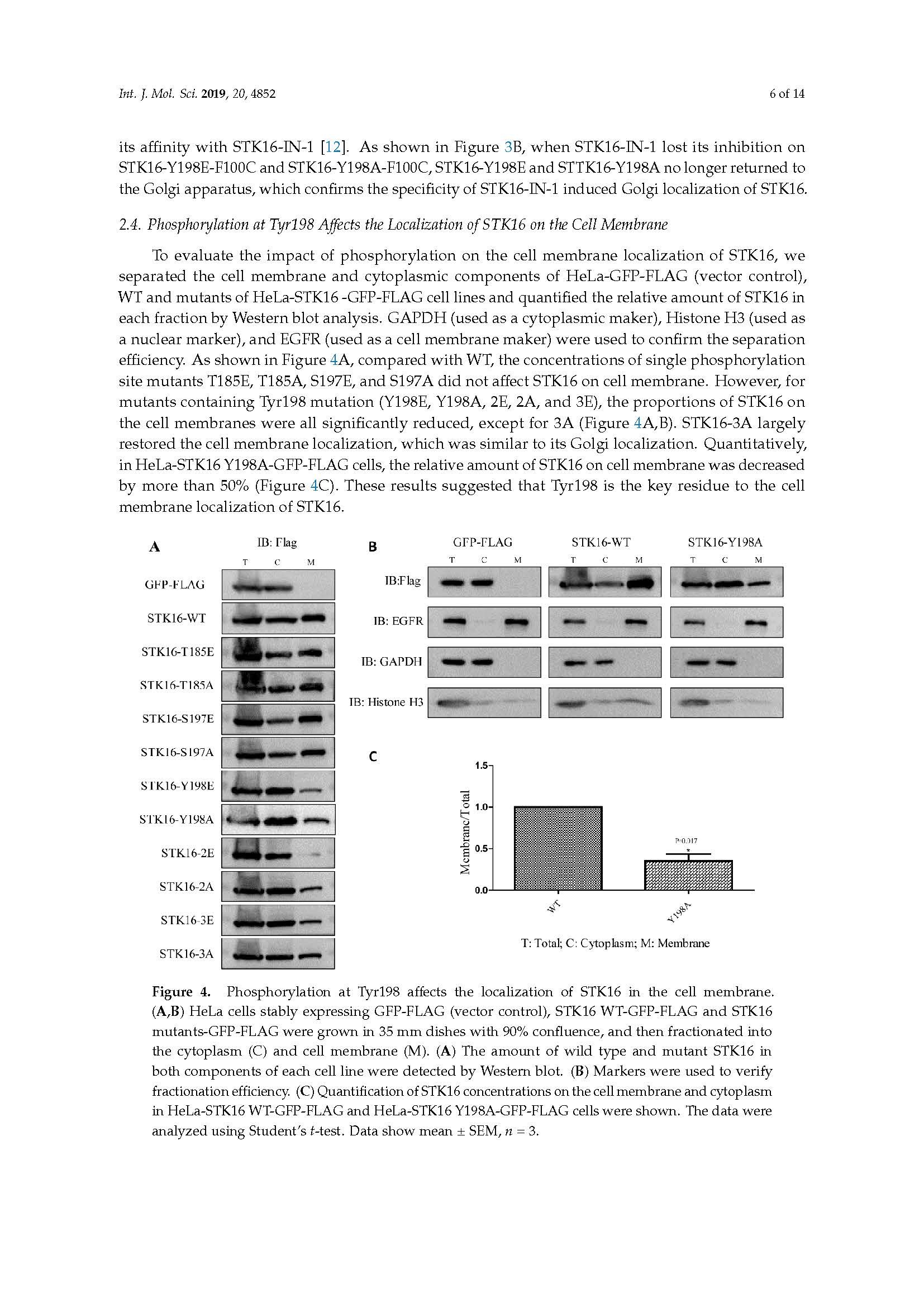 37-2019 Tyr198 is the essential autophosphorylation site for STK16 localization and kinase activity-张欣致谢文章_页面_06